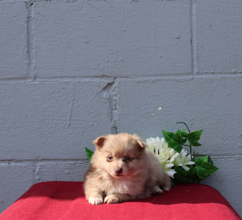 puppy, for, sale, Pomeranian, Matthew B. Stoltzfus, dog, breeder, Gap, PA, dog-breeder, puppy-for-sale, forsale, nearby, find, puppyfind, locator, puppylocator, aca